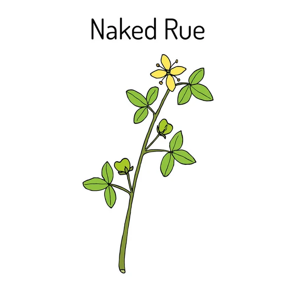 裸の rue Psilopeganum sinense、薬用植物 — ストックベクタ