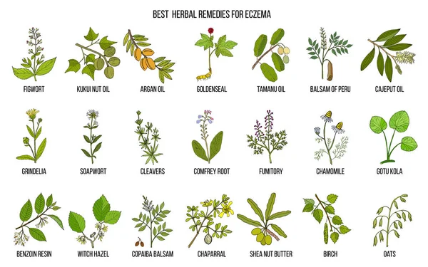 Las mejores hierbas medicinales para el eczema . — Vector de stock