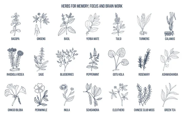 Best medicinal herbs for memory, focus and brain work — Stock Vector
