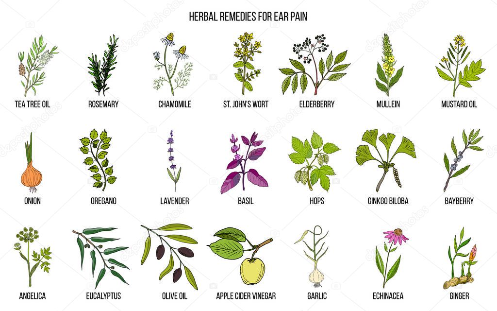 Best medicinal herbs for ear pain