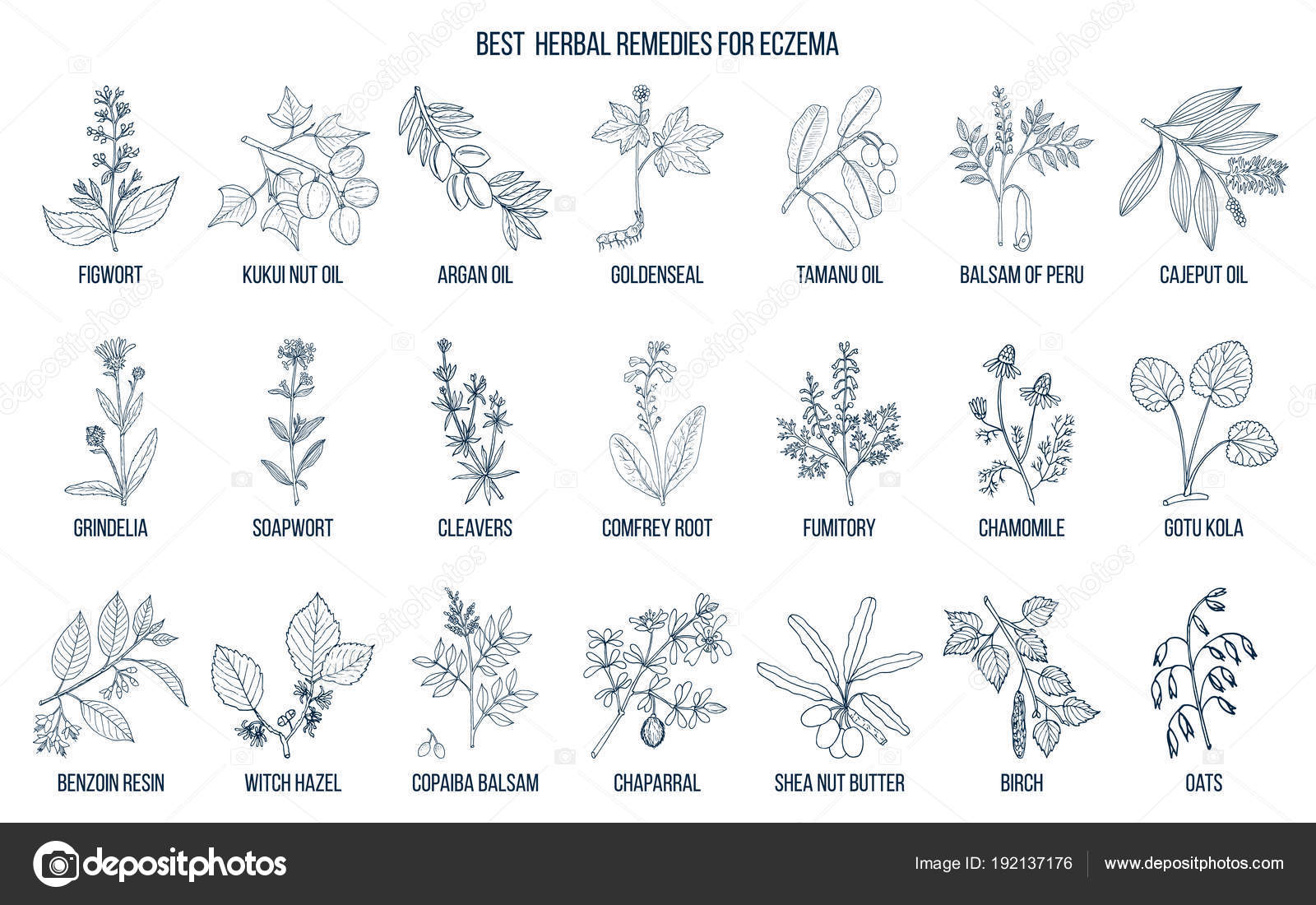 Best medicinal herbs for eczema. Stock Vector Image by ©Foxyliam 192137176