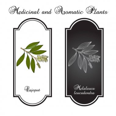 Cajeput Melaleuca leucadendron veya ağlayan paperbark, şifalı bitki