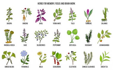 Best medicinal herbs for memory, focus and brain work clipart