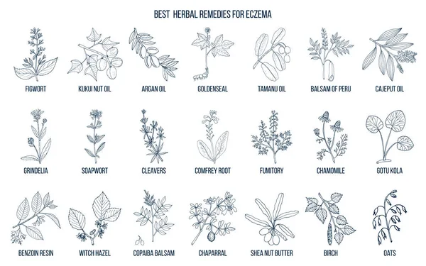 Meilleures herbes médicinales pour l'eczéma . — Image vectorielle