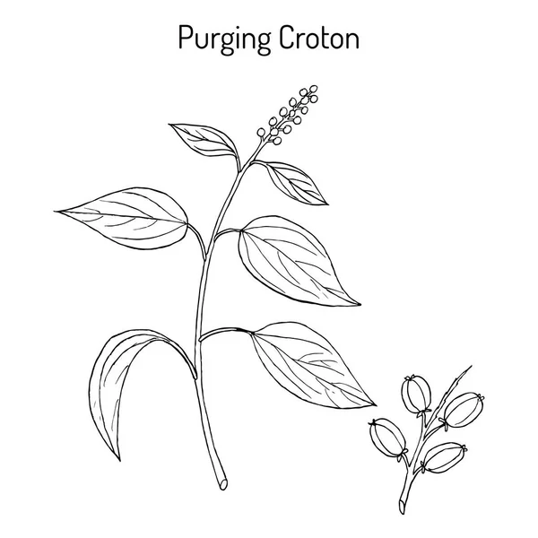 クロトン クロトン tiglium、薬用植物をパージ. — ストックベクタ