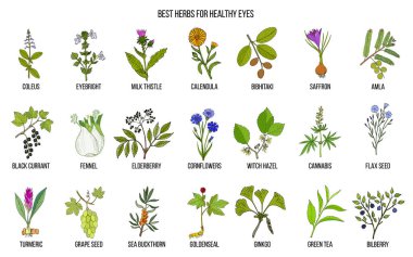 Best medicinal herbs for healthy eyes clipart