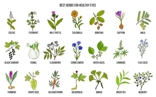 Лучшие лекарственные травы для здоровых глаз — стоковый вектор