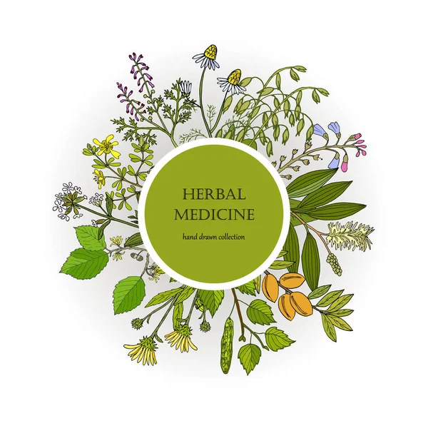 Colección de plantas medicinales diferentes — Vector de stock