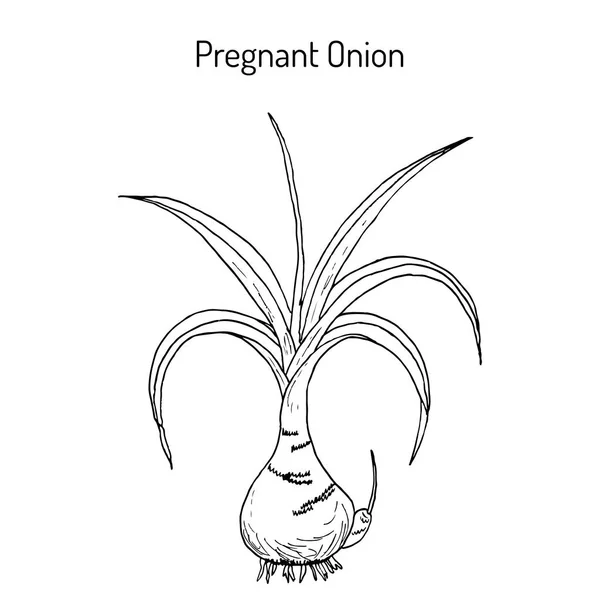 Schwangere Zwiebel ornithogalum caudatum, oder falsche Seezwiebel, Heilpflanze — Stockvektor