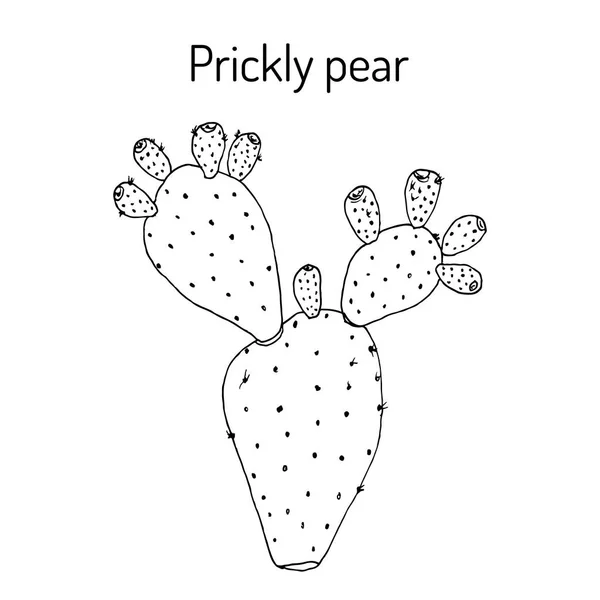 Prickly pear Opuntia ficus-indica, tanaman obat - Stok Vektor