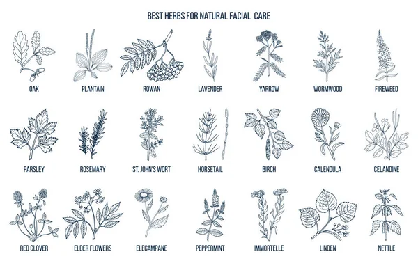 Las mejores hierbas medicinales para el cuidado facial natural — Vector de stock