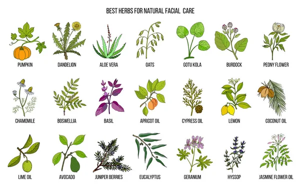 Meilleures herbes médicinales pour les soins naturels du visage — Image vectorielle