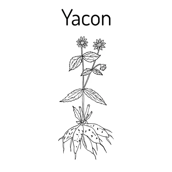 Yacon Smallanthus sonchifolius , or peruvian ground apple, medicinal plant — Stock Vector
