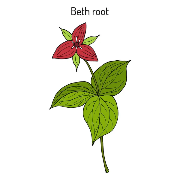 Beth Root-Trillium erectum, vagy wake-robin, gyógynövény — Stock Vector