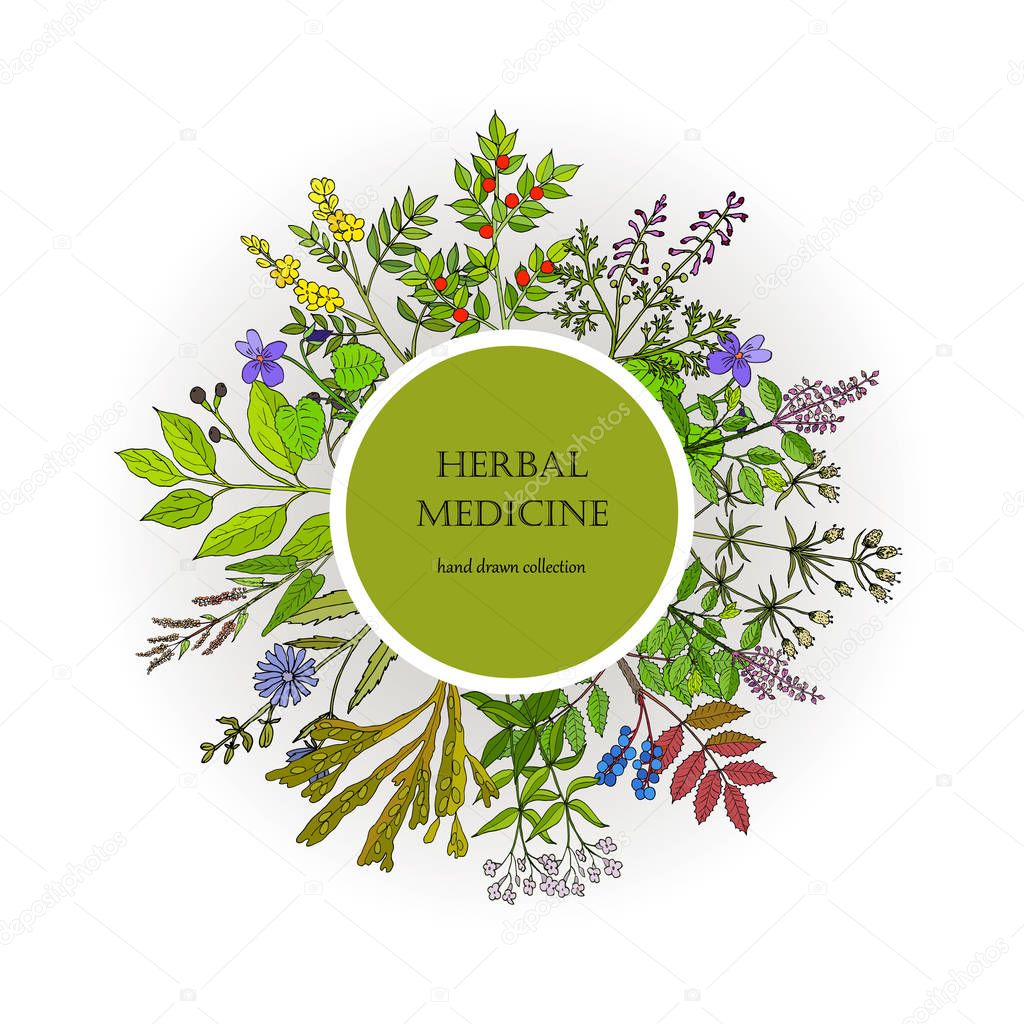 Different medicinal plants collection