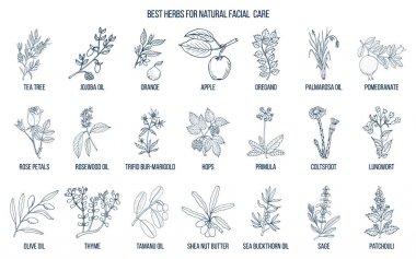 Best medicinal herbs for natural facial care clipart