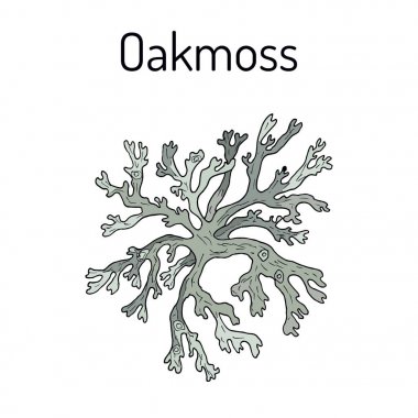 Oakmoss Evernia prunastri, şifalı bitki