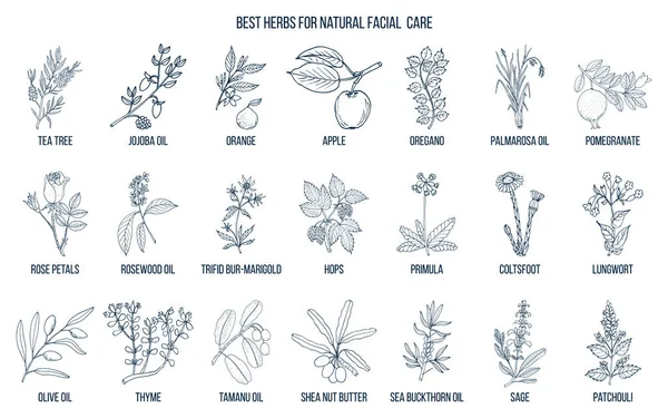 Melhores ervas medicinais para cuidados faciais naturais —  Vetores de Stock