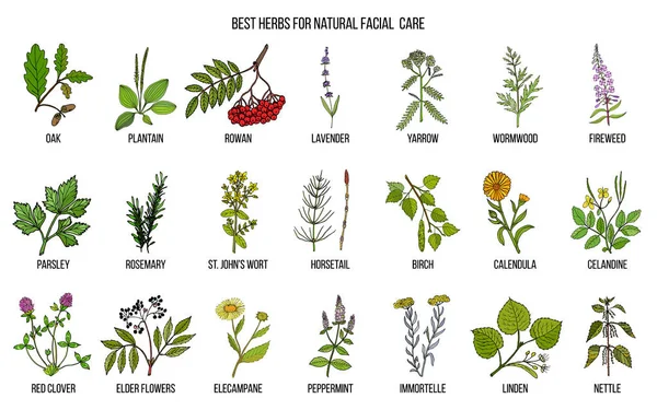 Las mejores hierbas medicinales para el cuidado facial natural — Vector de stock