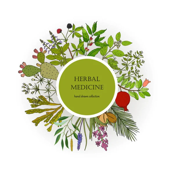 Collection de plantes médicinales différentes — Image vectorielle