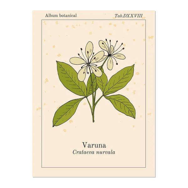 Varuna Crataeva nurvula, planta medicinal — Vector de stock