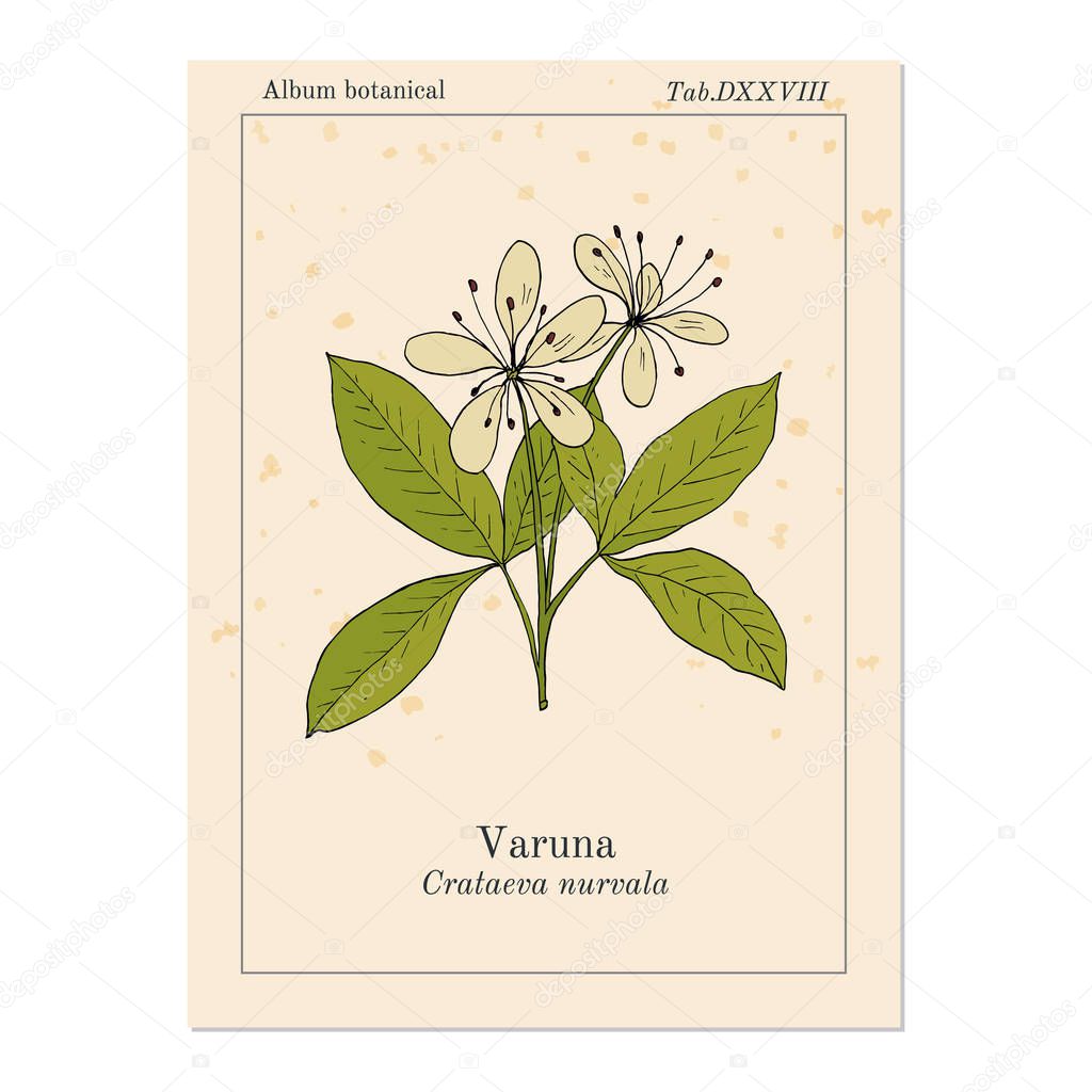 Varuna Crataeva nurvula , medicinal plant