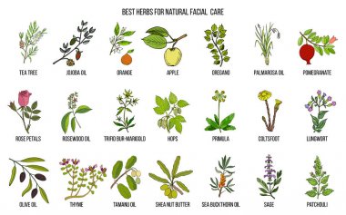 Best medicinal herbs for natural facial care clipart