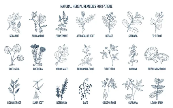 Las mejores hierbas medicinales para la fatiga — Archivo Imágenes Vectoriales