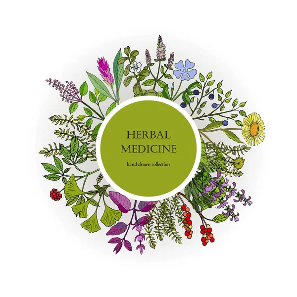 Colección de plantas medicinales diferentes — Vector de stock