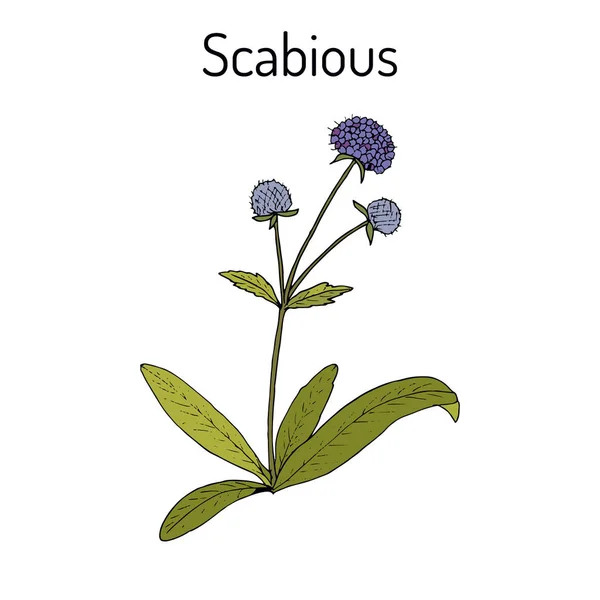 Scabious Succisa pratensis veya şeytanlar-bit, şifalı bitki — Stok Vektör