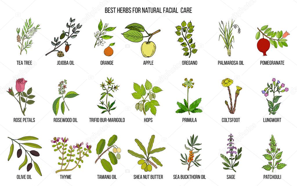 Best medicinal herbs for natural facial care