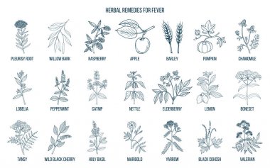 Best medicinal herbs for fever clipart