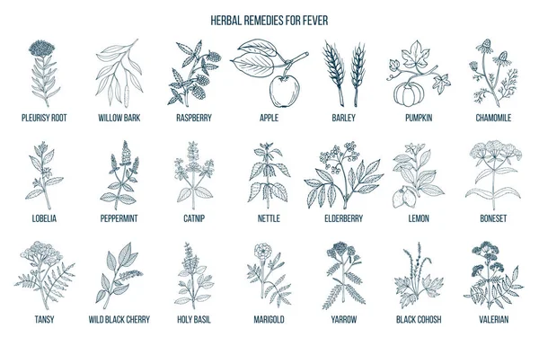 Meilleures herbes médicinales contre la fièvre — Image vectorielle