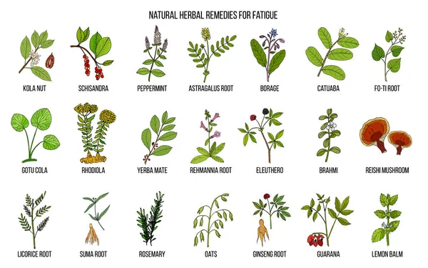 Las mejores hierbas medicinales para la fatiga crónica — Archivo Imágenes Vectoriales