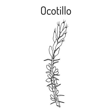 Ocotillo Fouquieria splendens , medicinal plant clipart