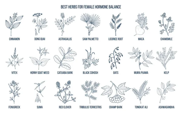 Best herbs for female hormone balance — Stock Vector