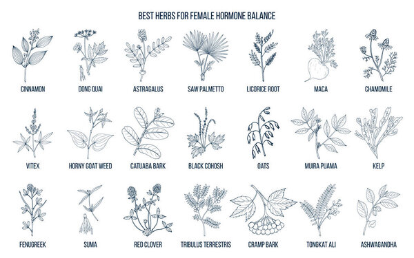 Best herbs for female hormone balance
