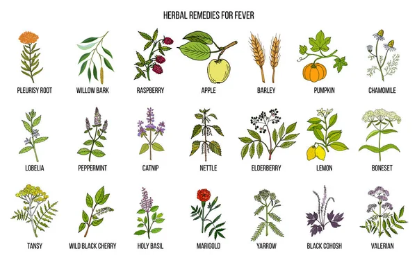 Las mejores hierbas medicinales para la fiebre — Vector de stock