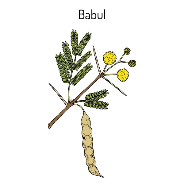 バブル・バチェリア・ニロティカ、またはとげのあるアカシア、薬用植物 — ストックベクタ