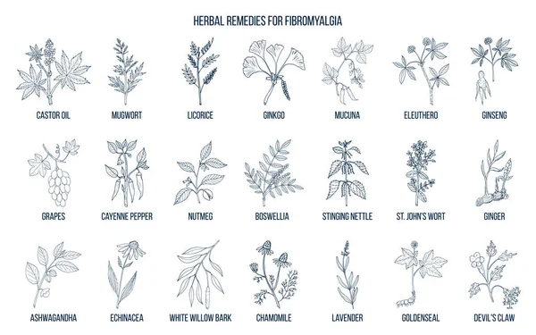 Las mejores hierbas medicinales para la fibromialgia — Vector de stock