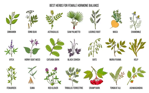 Melhores ervas para o equilíbrio hormonal feminino —  Vetores de Stock