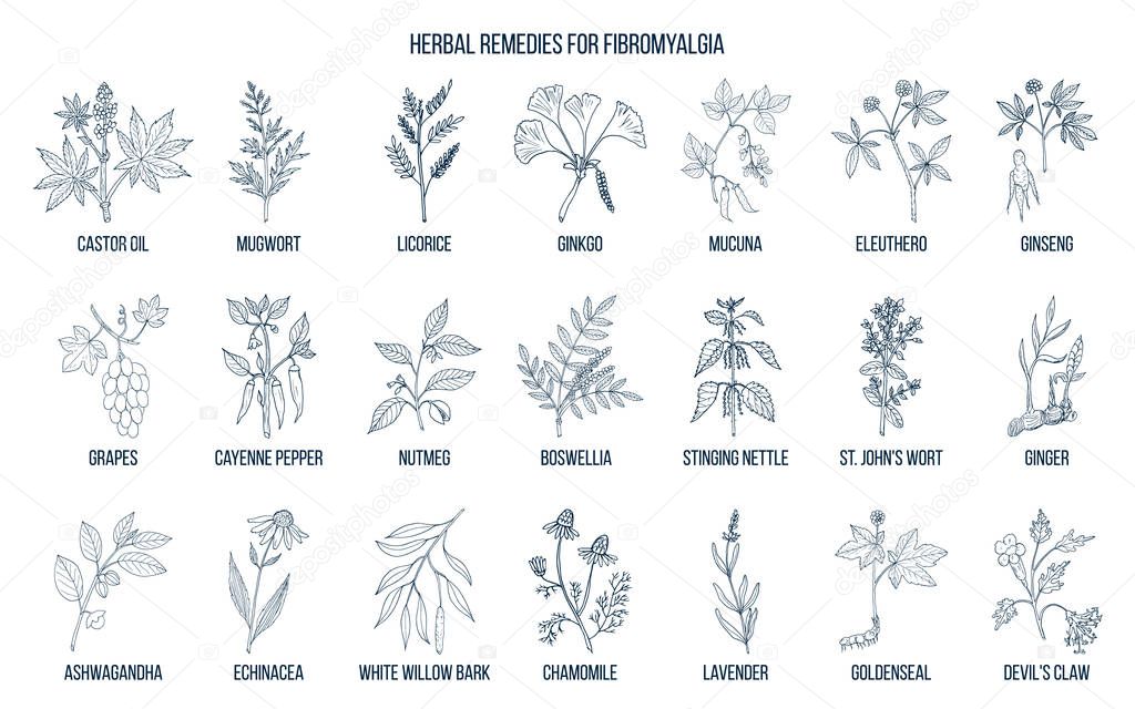 Best medicinal herbs for fibromyalgia