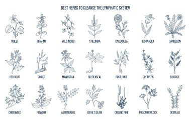 Best medicinal herbs to cleance the limphatic system clipart