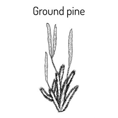 Yer çamı Lycopodium clavatum, ya da yaygın kulüp yosunu, tıbbi bitki