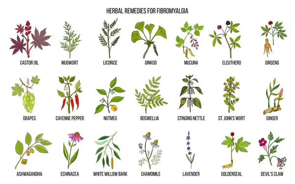 Meilleures herbes médicinales pour la fibromyalgie — Image vectorielle