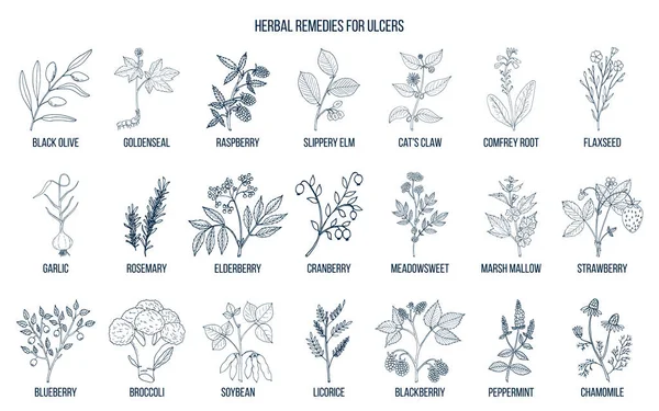 Melhores ervas medicinais para úlceras —  Vetores de Stock