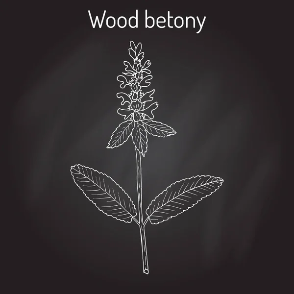 Betonía de madera Stachys officinalis, planta medicinal — Vector de stock