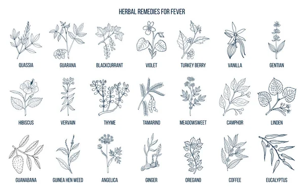 Meilleures herbes médicinales contre la fièvre — Image vectorielle
