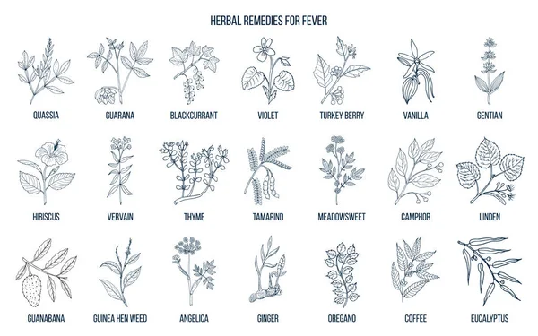 Melhores ervas medicinais para a febre —  Vetores de Stock