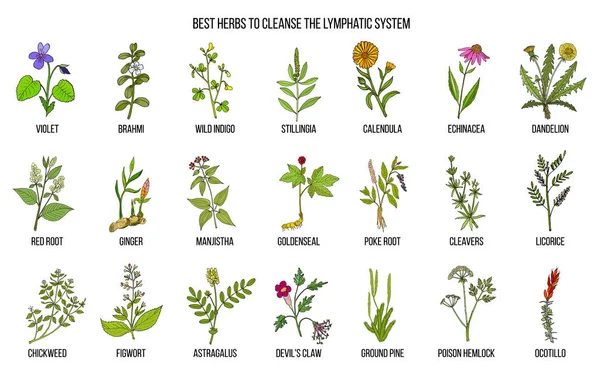 Meilleures herbes médicinales pour nettoyer le système lymphatique — Image vectorielle